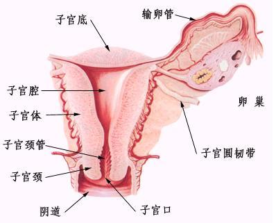 孕期子宫的作用